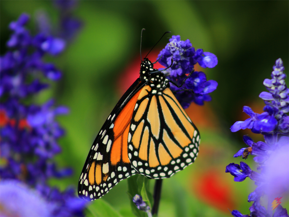 Monarch Butterfly FAQs